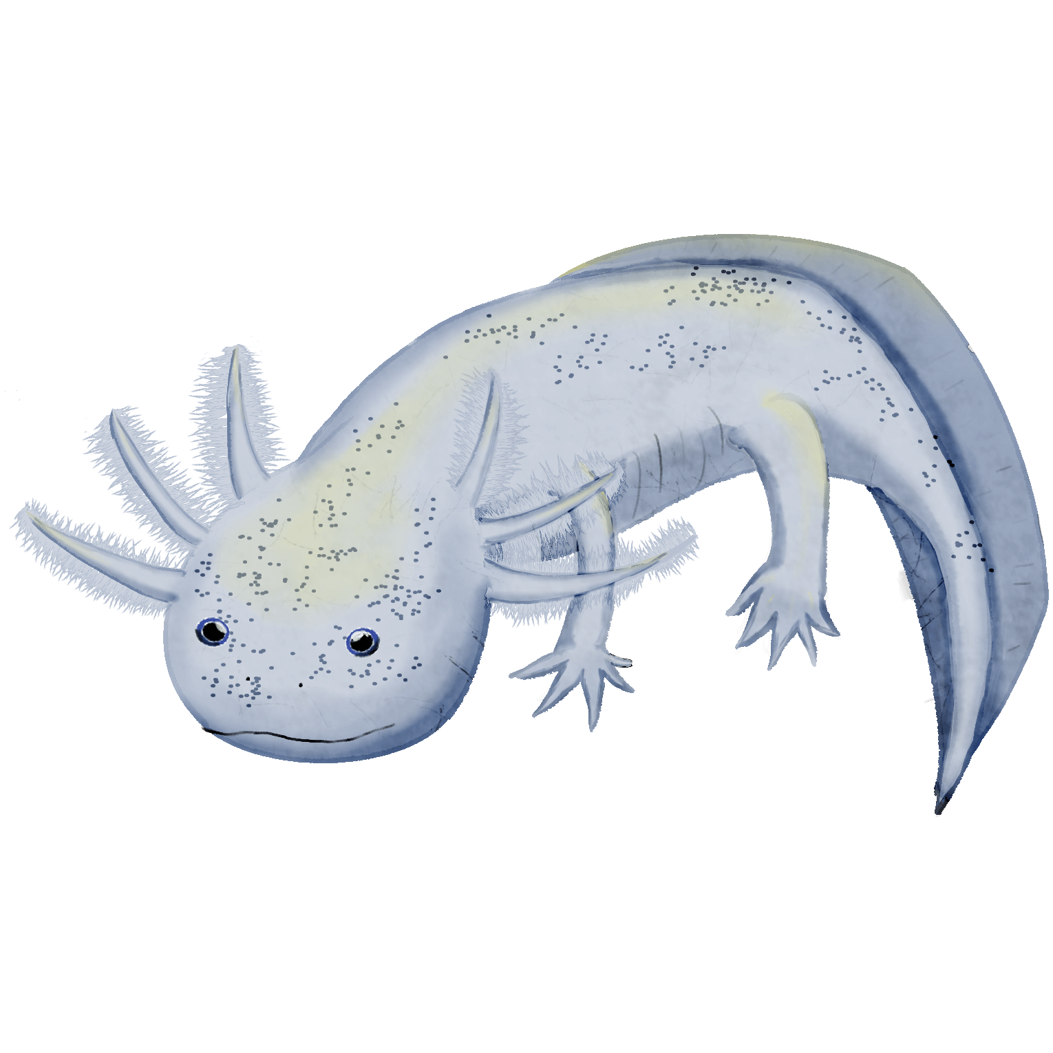Enhanced Axolotl Familiar